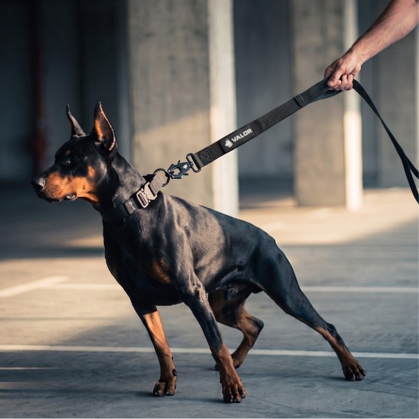 Équipement pour chiens VALOR, campagne créée par Kévin Vigreux — Doberman tenu en laisse dans un parking souterrain